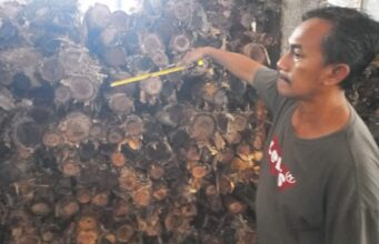 Jual Kayu Dolken Gelam Jual Kayu Dolken Gelam terdekat
