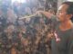 Jual Kayu Dolken Gelam Jual Kayu Dolken Gelam terdekat